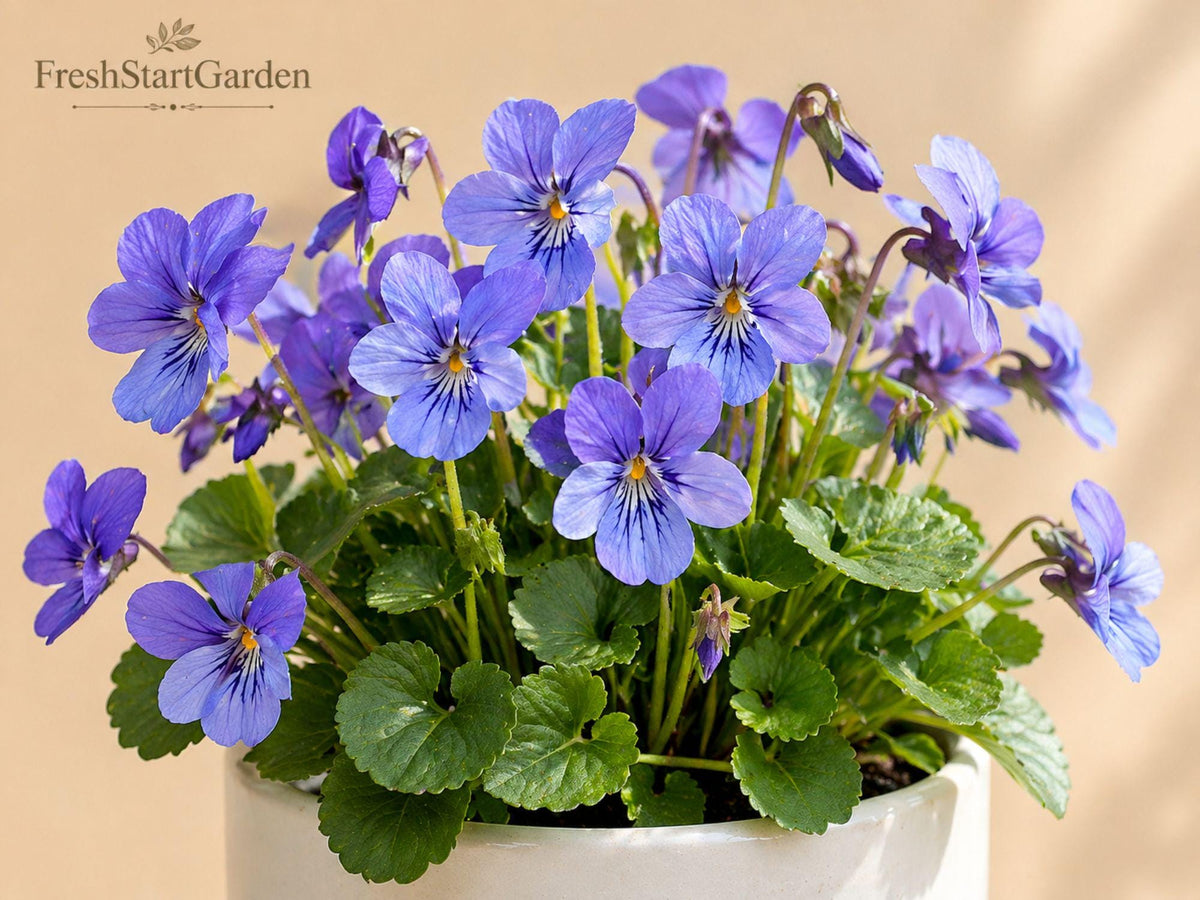 5 Blue Garden Violet Bare Roots - Viola sororia Native Perennial Ground Cover