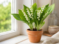 3 Lily of the Valley Bare Roots - Convallaria majalis Fragrant Shade Ground Cover