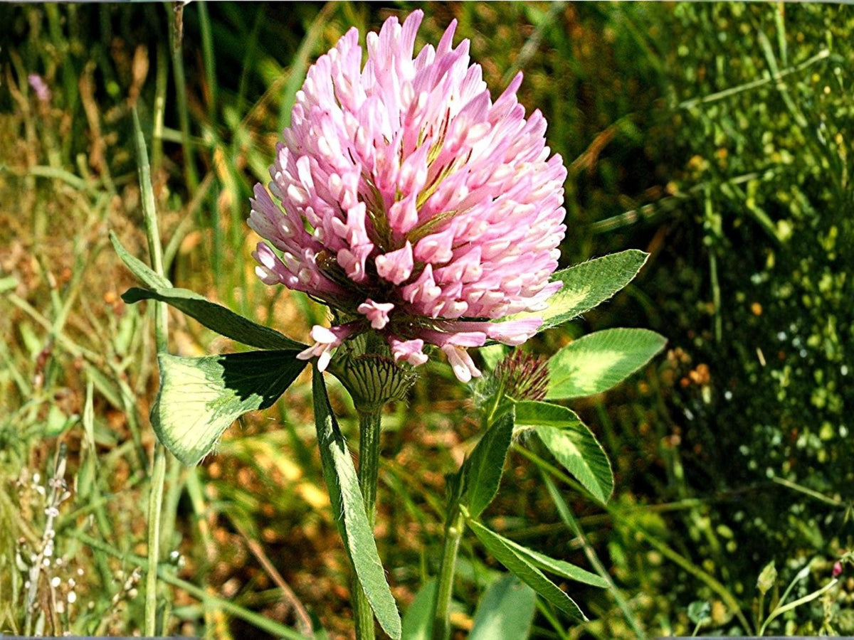 100 Red Clover Seeds Trifolium pratense Wildflower Pollinator Cottage Garden
