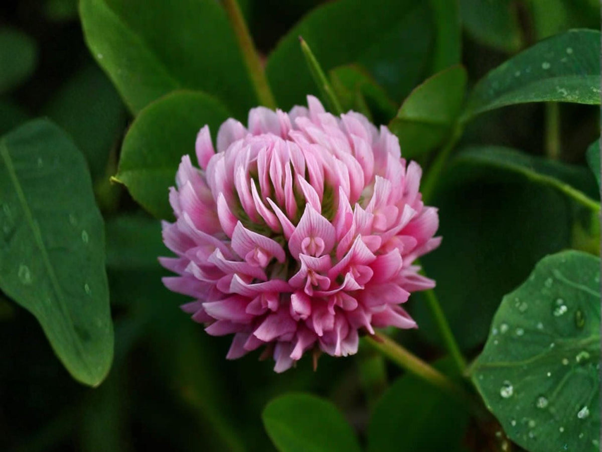 100 Alsike Clover Seeds Trifolium hybridum Wildflower Pollinator Cottage Garden