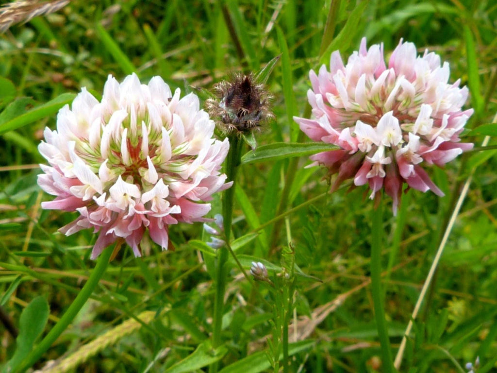 100 Alsike Clover Seeds Trifolium hybridum Wildflower Pollinator Cottage Garden