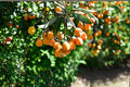 5 Seeds Loquat Eriobotrya japonica Sweet Tropical Fruit Tree
