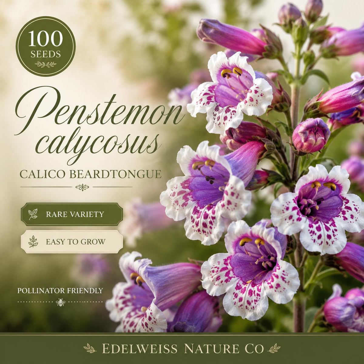 100 Penstemon Calycosus Seeds – Calico Beardtongue Heirloom Non-GMO Native Wildflower for Home Garden