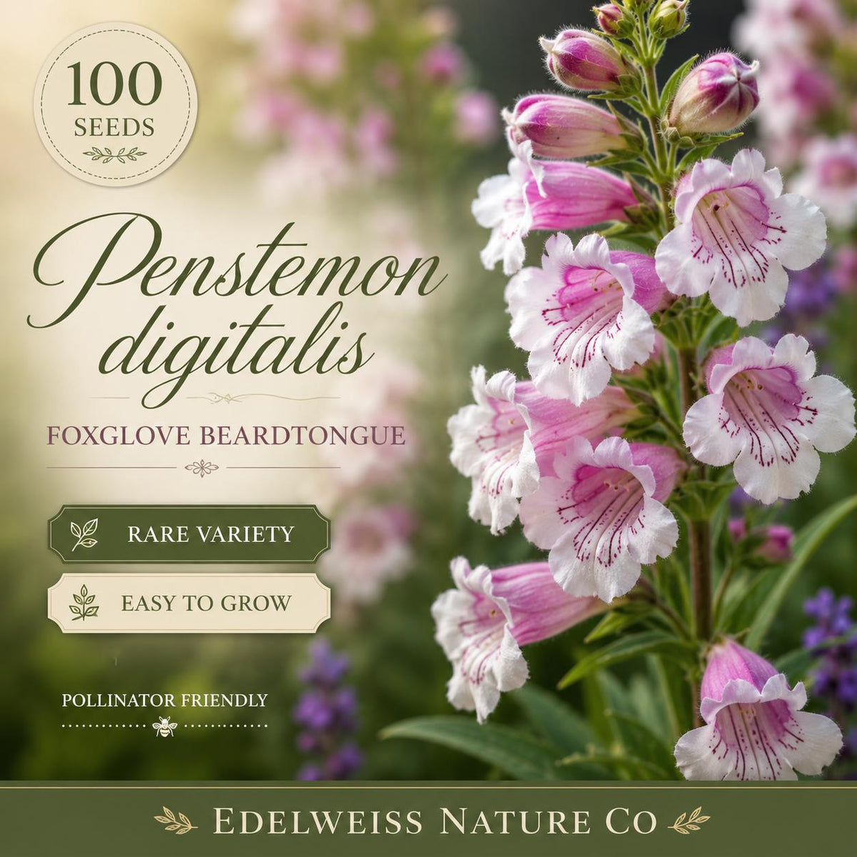 100 Penstemon Digitalis Seeds - Foxglove Beardtongue Native Wildflower