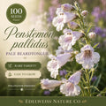 100 Penstemon Pallidus Seeds – Pale Beardtongue Native Wildflower for Home Garden