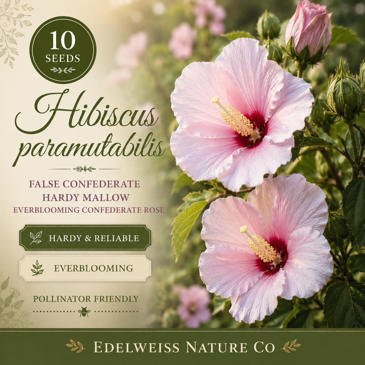 10 Hibiscus Paramutabilis Seeds – False Confederate Rose, Hardy Everblooming Mallow