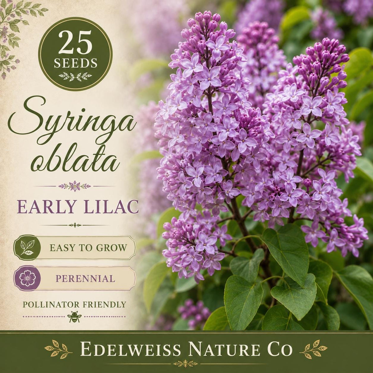 25 Syringa Oblata Seeds - Early Lilac Heirloom Non-GMO Flowering Shrub for Home Garden