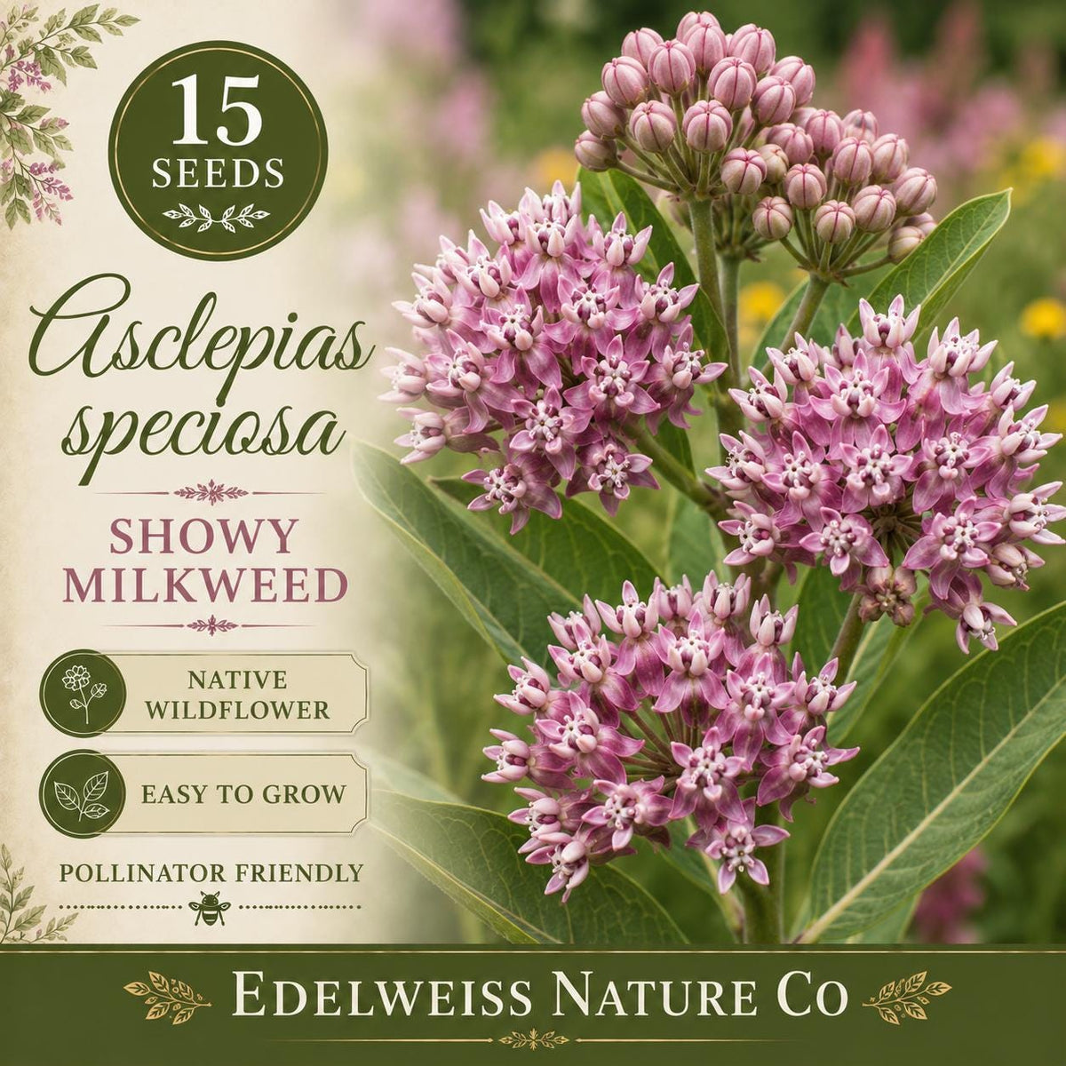 Asclepias speciosa 15 Seeds – Showy Milkweed Heirloom Non-GMO Native Pink Pollinator Plant