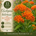 Asclepias tuberosa 15 Seeds - Butterfly Weed Orange Milkweed Pollinator Flower
