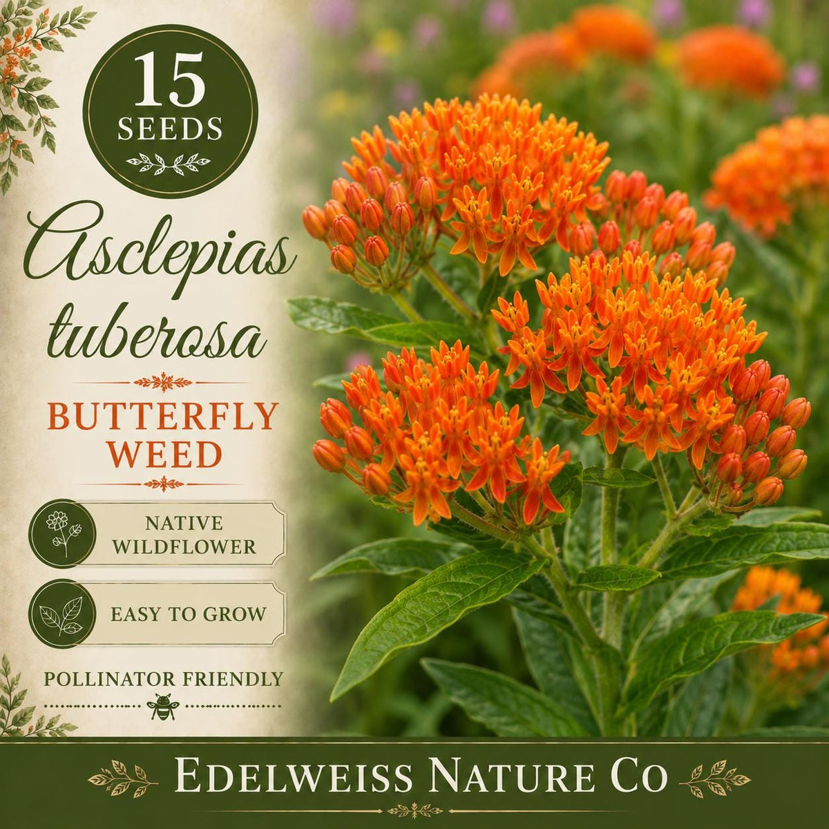 Asclepias tuberosa 15 Seeds - Butterfly Weed Orange Milkweed Pollinator Flower