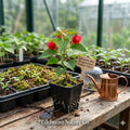 1 Jamaican Red Bougainvillea Starter Plant | Tropical Flowering Vine