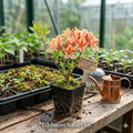 1 Astronaut Azalea Rhododendron Starter Plant | Bi-Color Striped Bloom Deciduous Flowering Shrub