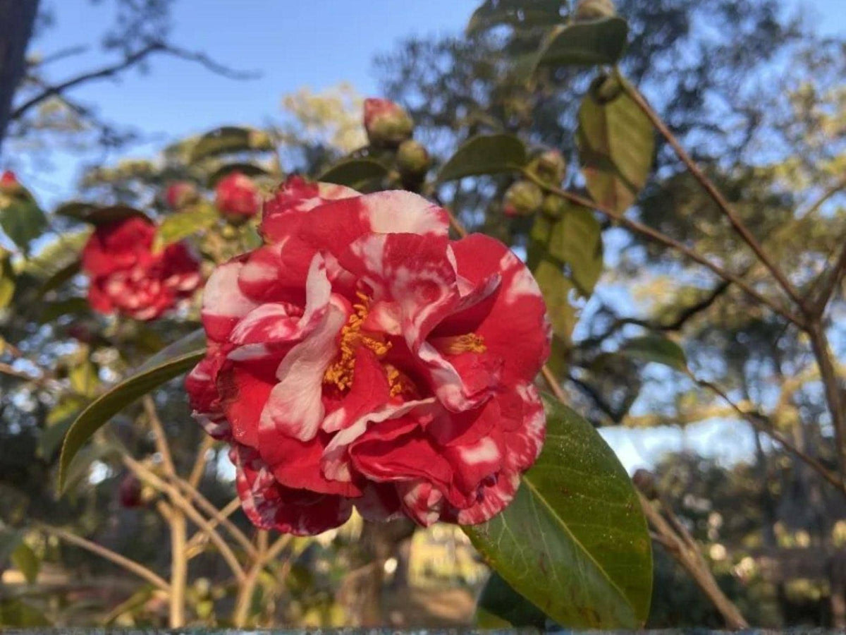 Miss Charleston Variegated Camellia Starter Plant – Elegant Evergreen Flowering Shrub