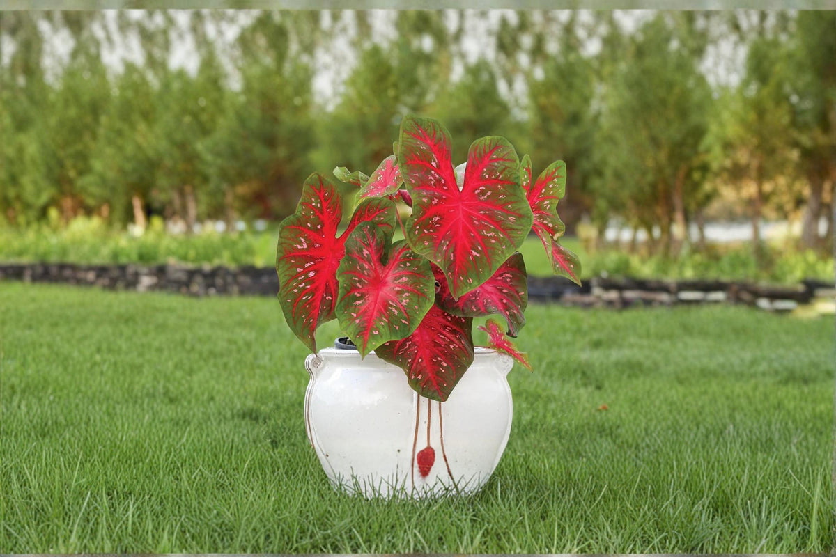 1 Caladium Red Flash Bulb Live Plant Caladium bicolor Shade Garden Foliage