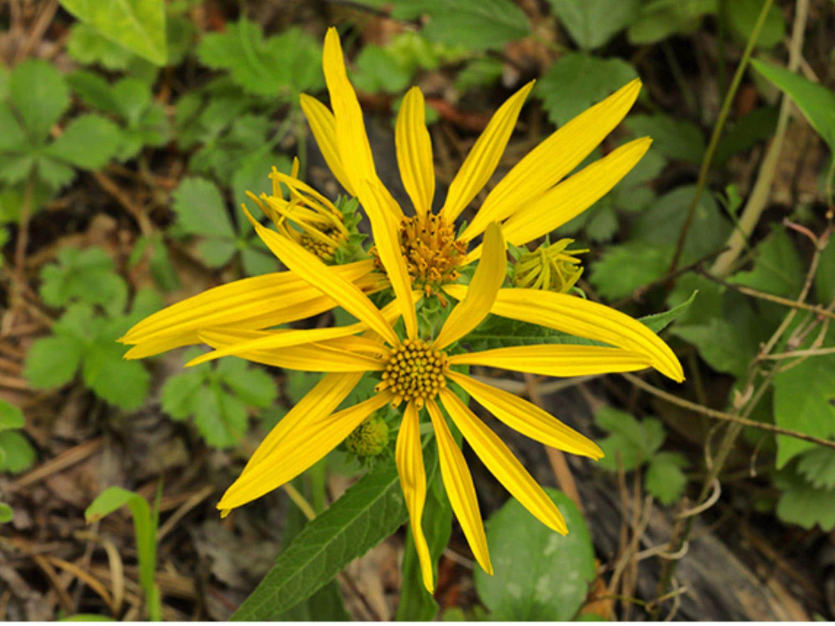 30 Seeds Yellow Crownbeard Verbesina helianthoides Native Wildflower Pollinator Prairie