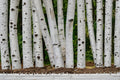 100 Seeds White Paper Birch Betula papyrifera Cold Hardy Shade Tree