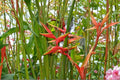 10 Seeds Gold Heliconia Heliconia champneiana Tropical Flowering Perennial