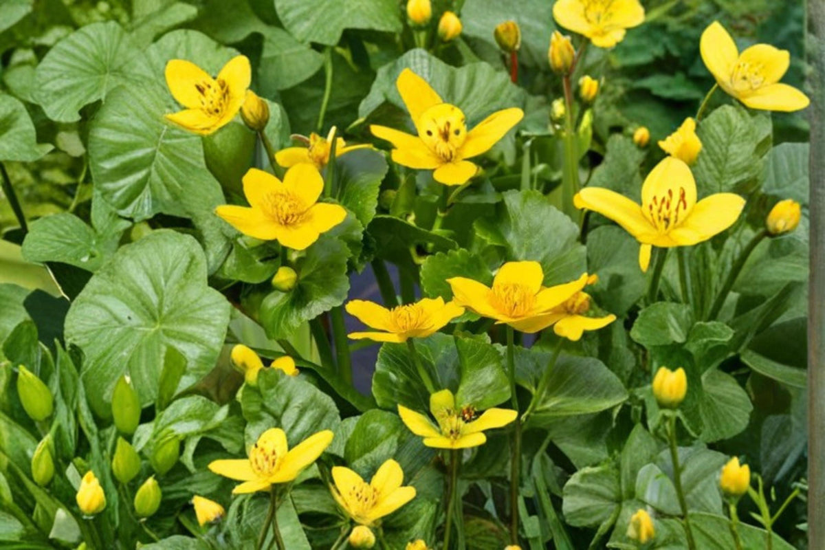 50 Seeds Marsh Marigold Caltha palustris Wetland Wildflower Perennial