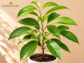1 Black Cherry Bare Root Tree 12-24" Prunus serotina Native Shade Tree