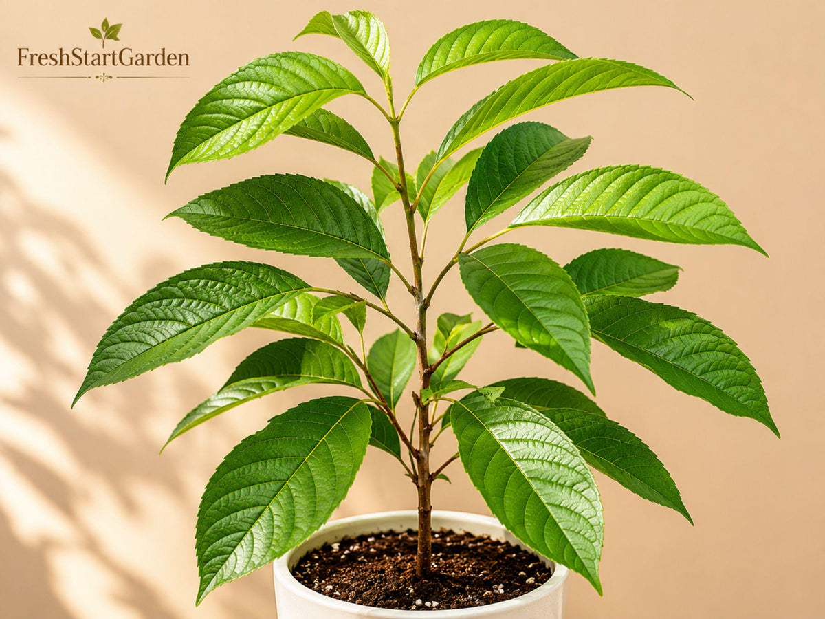 1 Black Cherry Bare Root Tree 12-24" Prunus serotina Native Shade Tree