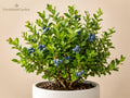 1 Top Hat Dwarf Blueberry Starter Plant 3-4 Inch Vaccinium angustifolium Patio Fruit Shrub