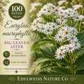 100 Eurybia macrophylla Seeds – Big-Leaved Aster, Native Shade Flower for Pollinator Gardens