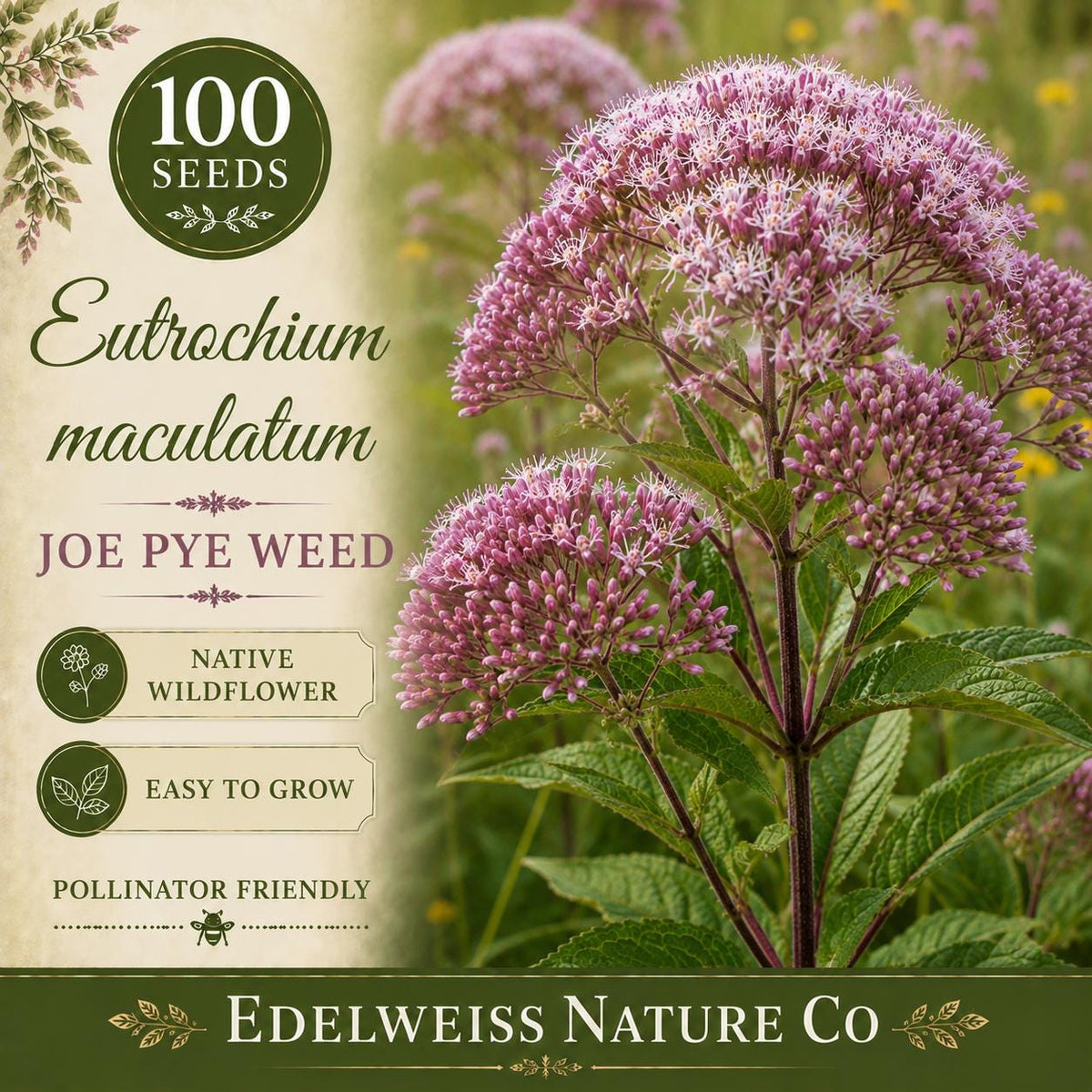 Joe Pye Weed Seeds – 100 Heirloom Non-GMO Eutrochium maculatum Pink Pollinator Flower