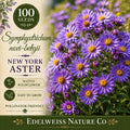 New York Aster Seeds – 100 Symphyotrichum novi-belgii Heirloom Non-GMO Purple Pollinator Flower