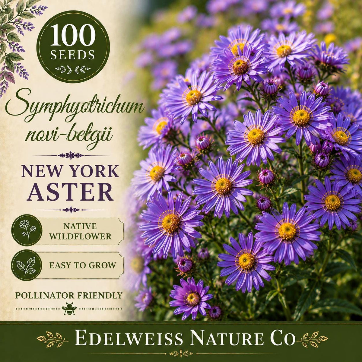 New York Aster Seeds – 100 Symphyotrichum novi-belgii Heirloom Non-GMO Purple Pollinator Flower