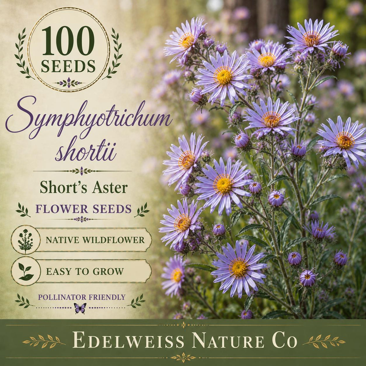 Symphyotrichum shortii 100 Seeds – Short's Aster Heirloom Non-GMO Native Purple Pollinator Flower