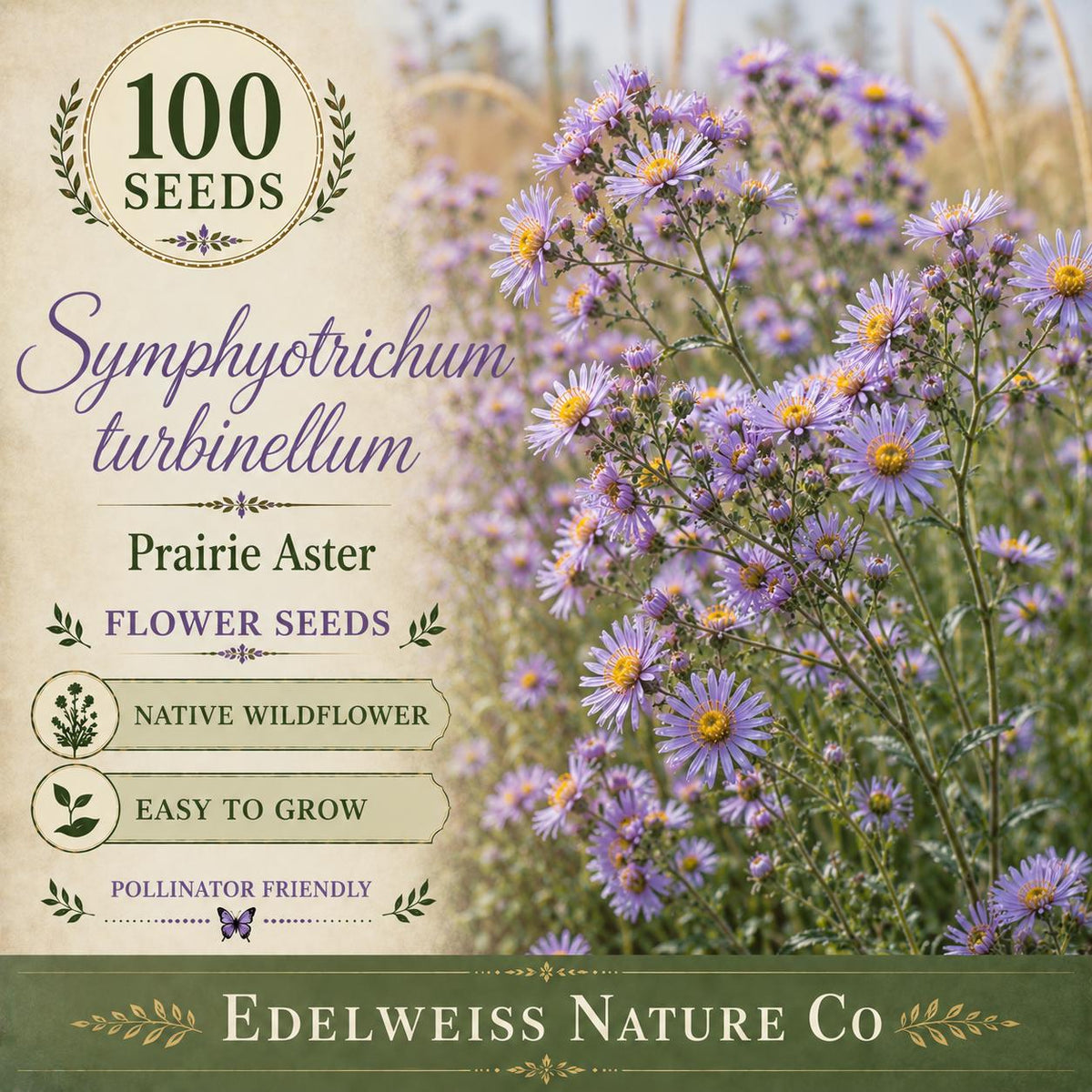 Symphyotrichum turbinellum 100 Seeds – Prairie Aster Heirloom Native Purple Pollinator Flower
