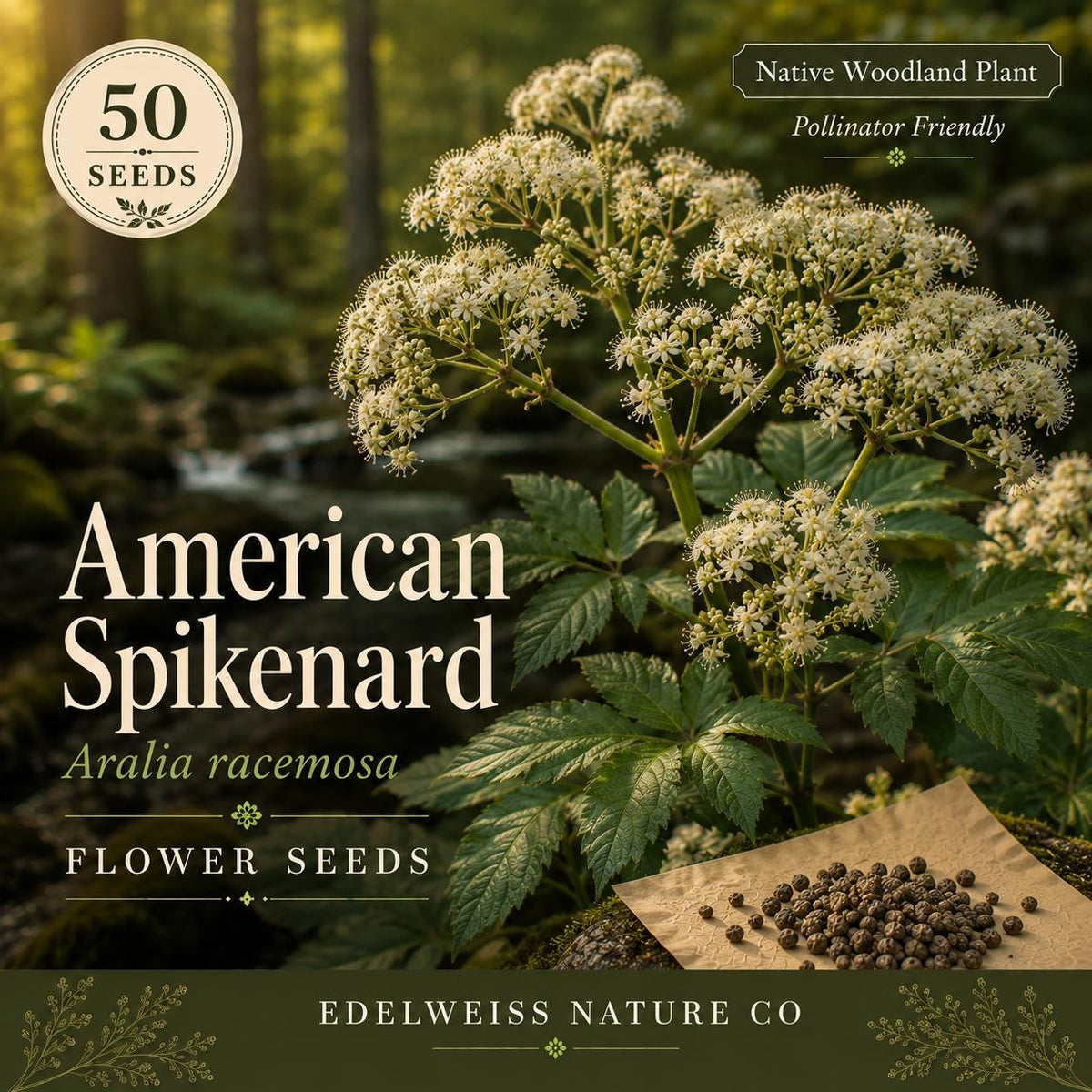 50 American Spikenard Seeds - Aralia racemosa Native Medicinal Herb