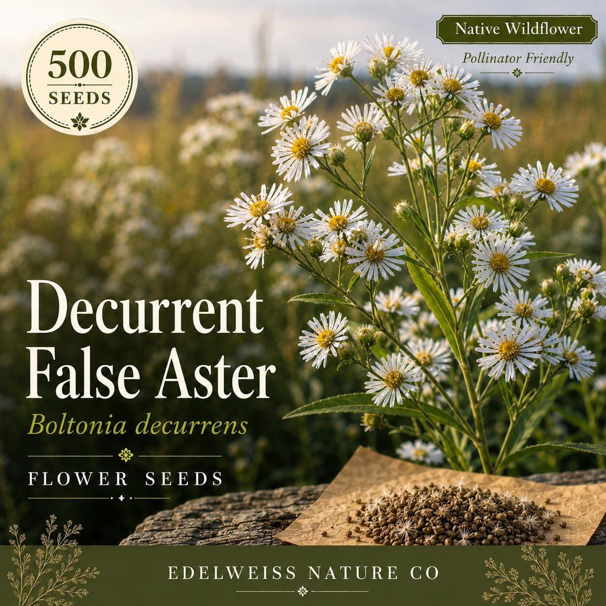 Decurrent False Aster Seeds – Native Prairie White Wildflower, Pollinator Perennial (500 Seeds)