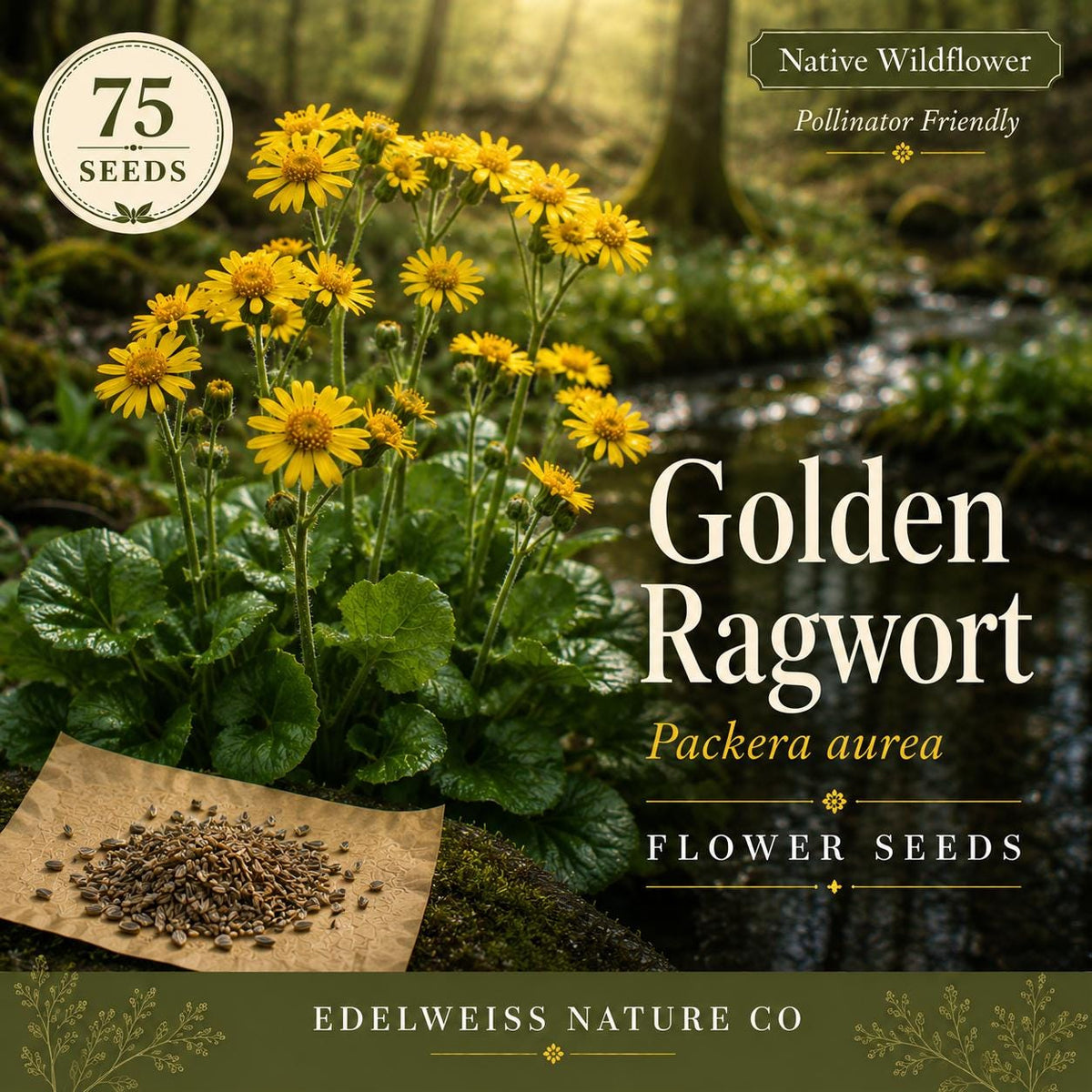 Golden Ragwort Seeds – 75 Packera aurea Native Wildflower for Shade Gardens