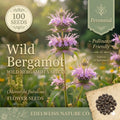 Monarda Fistulosa Seeds – 100 Wild Bergamot Bee Balm Purple Pollinator Wildflower