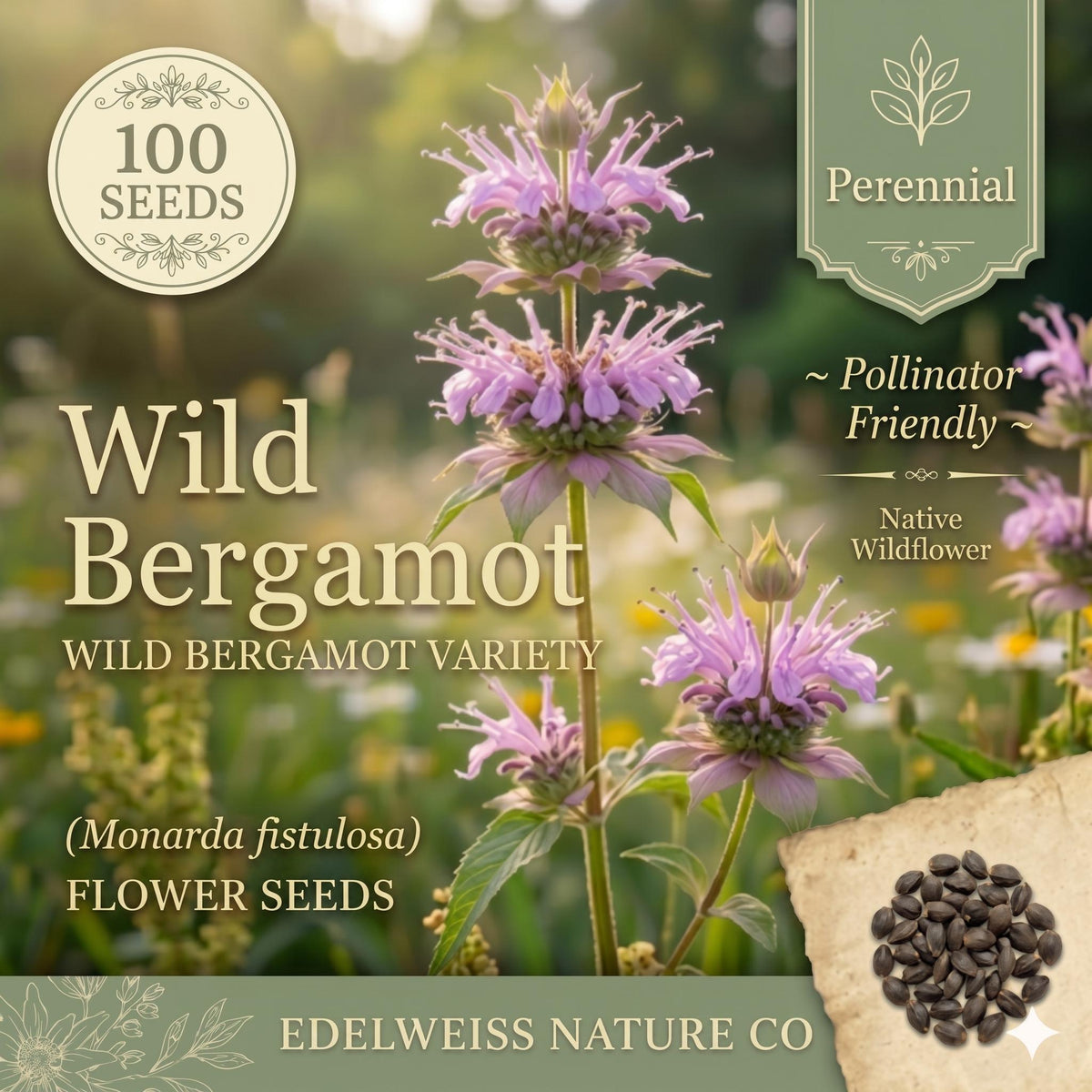 Monarda Fistulosa Seeds – 100 Wild Bergamot Bee Balm Purple Pollinator Wildflower