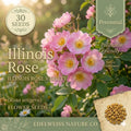Illinois Rose Seeds – 30 Rosa Setigera Native Climbing Pink Wild Rose