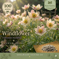 Anemone Multifida Seeds – 100 Windflower Native Red White Wildflower Perennial