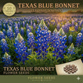 Texas Bluebonnet Seeds – 50 Lupinus Texensis Wildflower Seeds