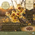 Wintersweet Seeds – 10 Chimonanthus praecox Fragrant Flowering Shrub Seeds