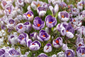 1 Bulb Striped Pickwick Crocus – Crocus vernus Spring Flowering
