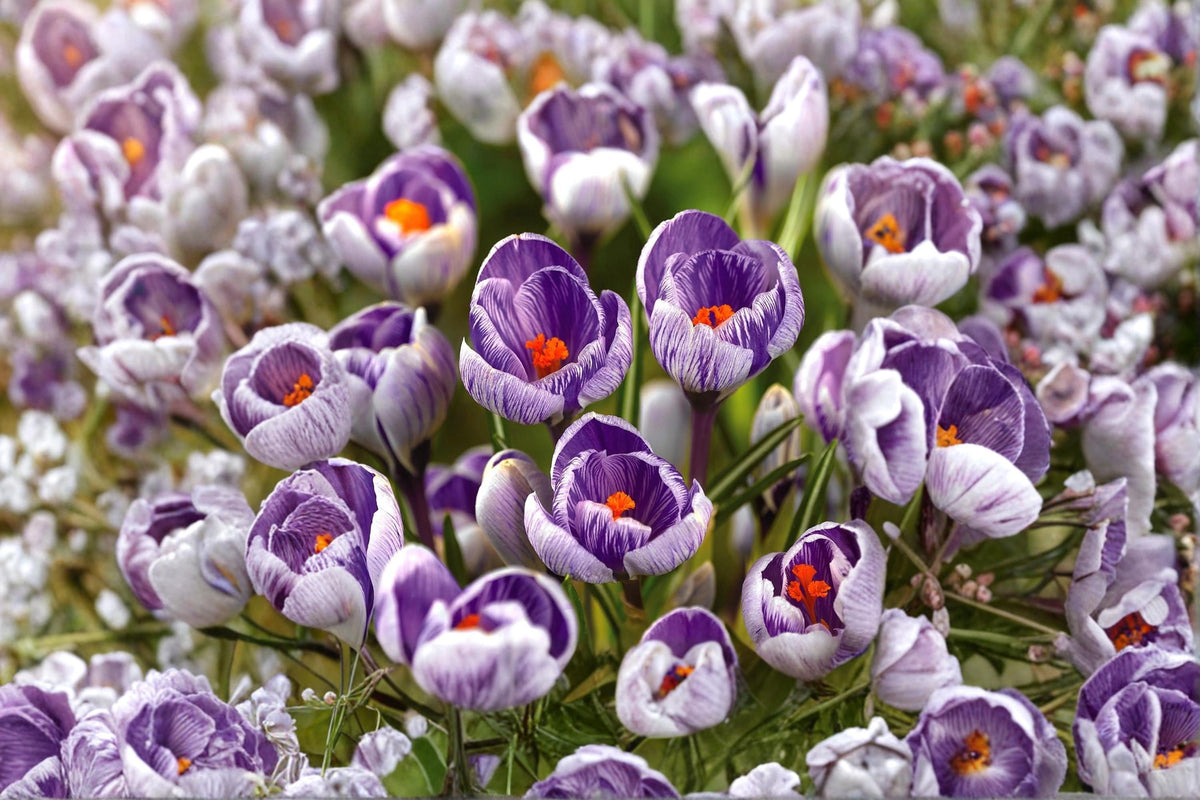 1 Bulb Striped Pickwick Crocus – Crocus vernus Spring Flowering