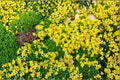 200 Seeds Yellow Acre Sedum Groundcover Stonecrop