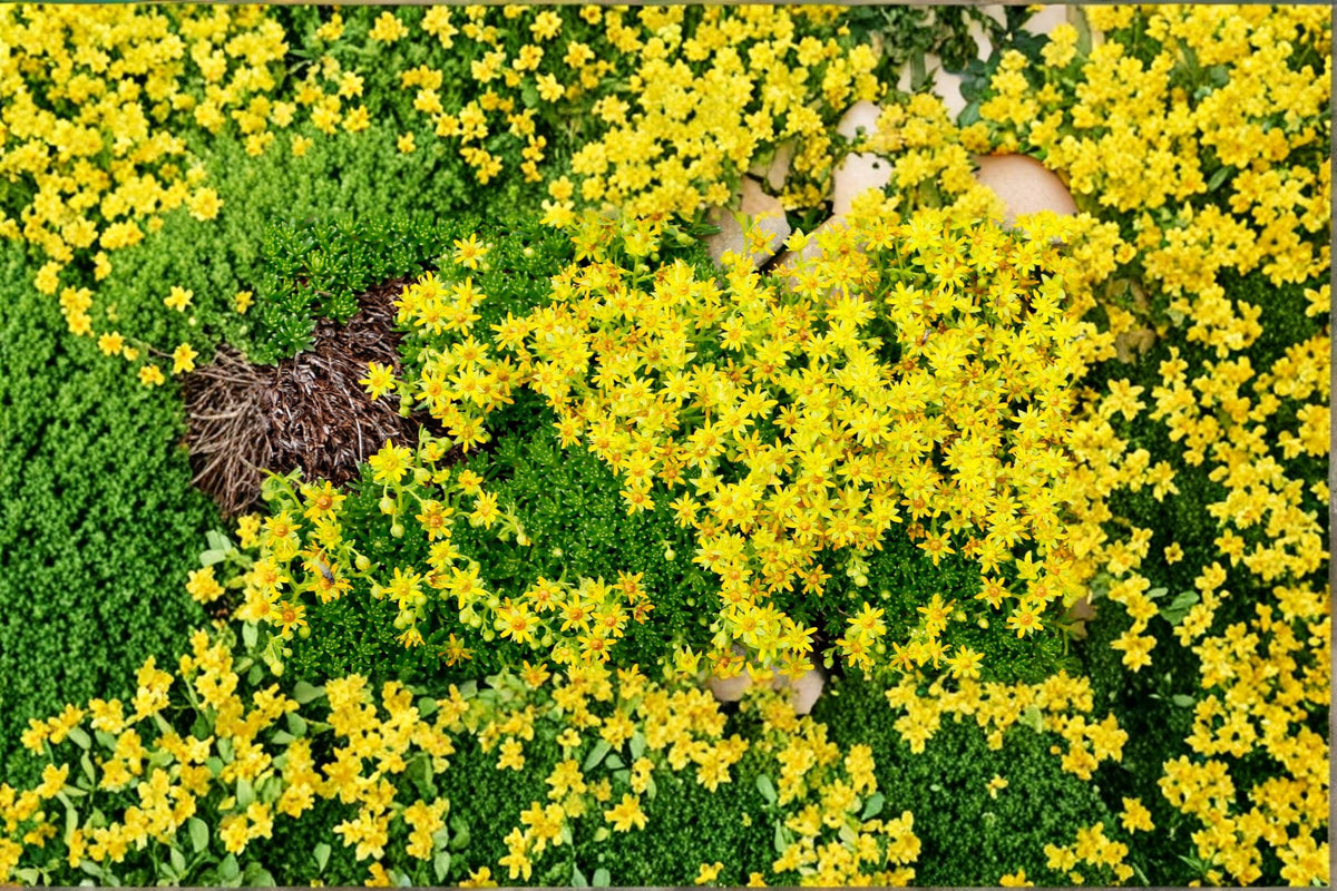 200 Seeds Yellow Acre Sedum Groundcover Stonecrop