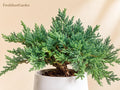 1 Blue Rug Juniper Plant 3-6" - Juniperus horizontalis 'Wiltonii' Evergreen Ground Cover