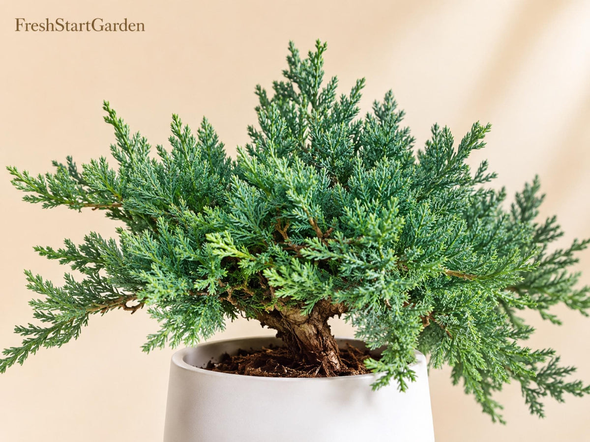 1 Blue Rug Juniper Plant 3-6" - Juniperus horizontalis 'Wiltonii' Evergreen Ground Cover