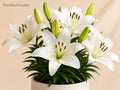 5 Navona White Asiatic Lily Bulbs - Lilium Asiaticum Hardy Perennial Flower
