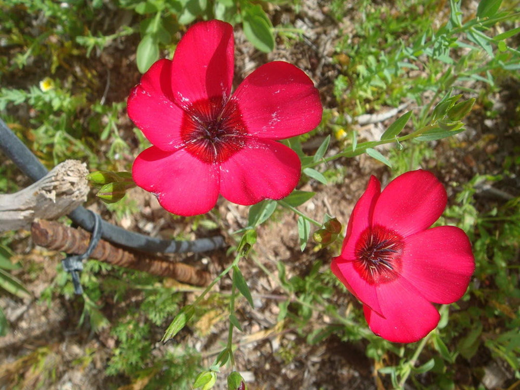 100 Scarlet Flax Seeds Linum grandiflorum rubrum Red Flax Annual Wildflower Seeds for Planting