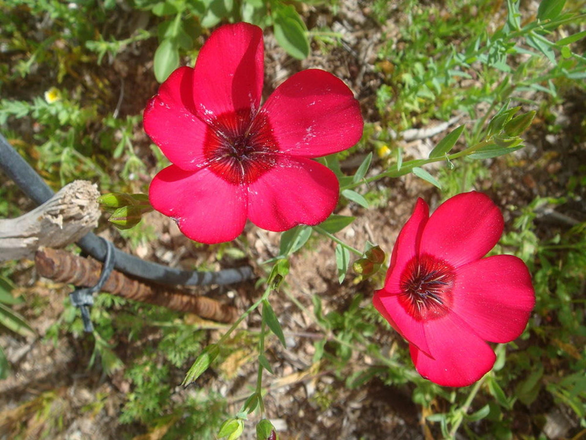 100 Scarlet Flax Seeds Linum grandiflorum rubrum Red Flax Annual Wildflower Seeds for Planting