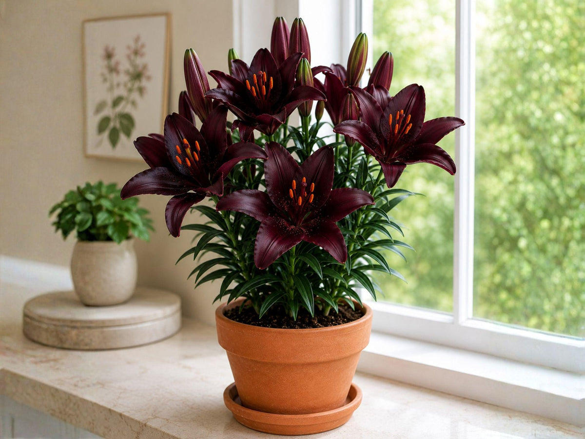 10 Blackstone Asiatic Lily Bulbs - Deep Burgundy Lilium Hardy Perennial Flower